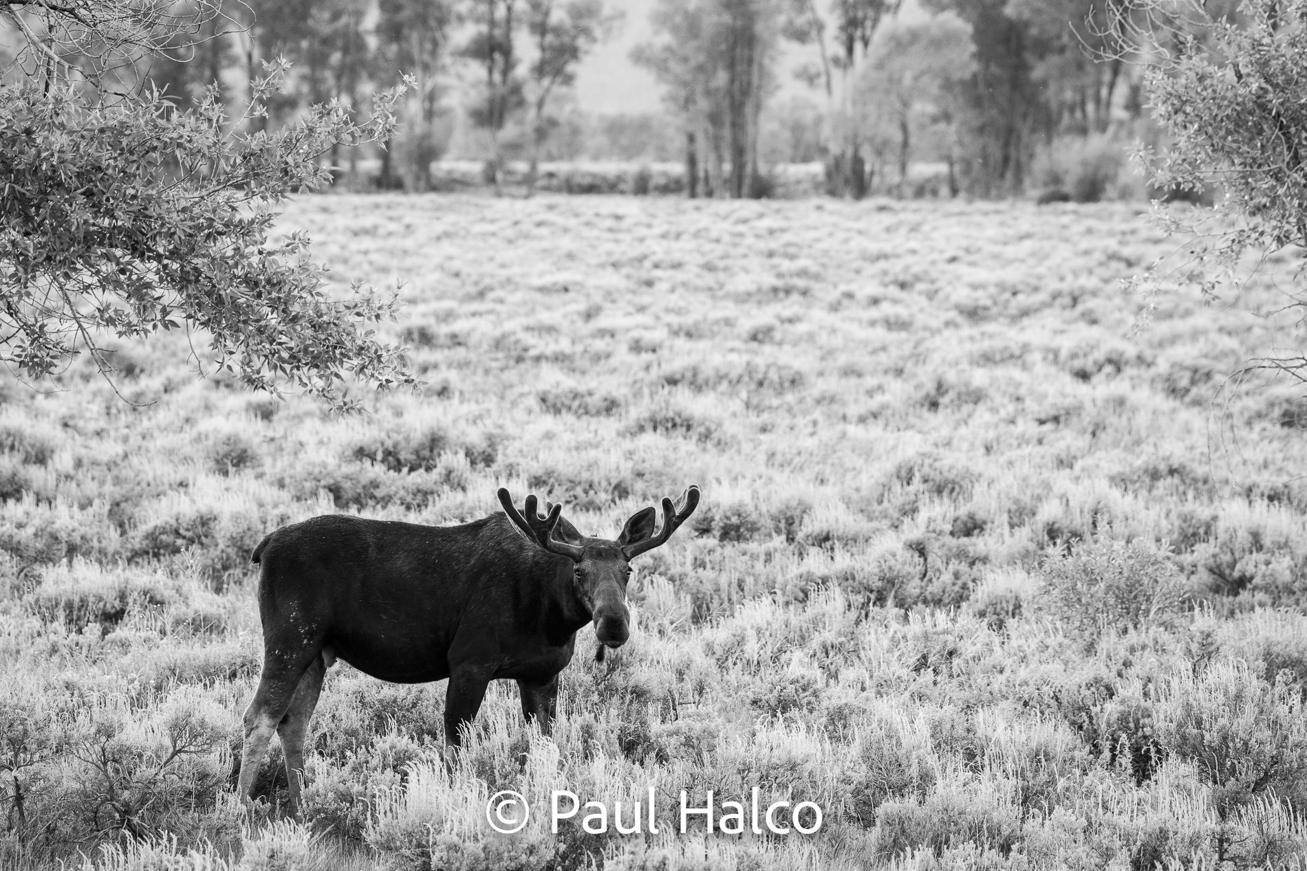Paul Halco - Grand Tetons-16